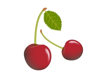 Cherry vector image