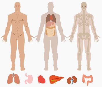 Human anatomy diagram vector image
