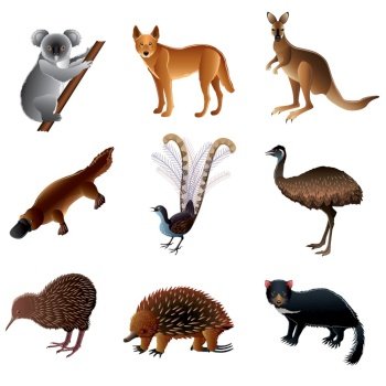 Australian animals vector image