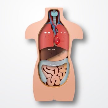 Human body anatomy medical organs emotions system vector image