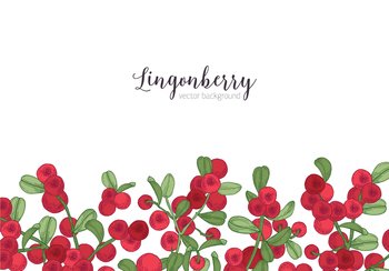 Horizontal backdrop decorated with lingonberries vector image
