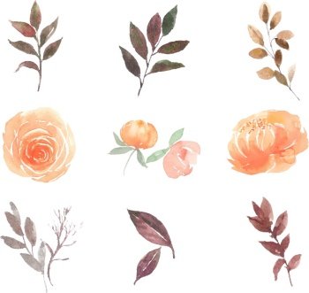 Flower loose watercolor set design peony rose Vector Image