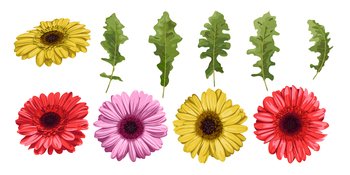 Watercolor flower gerbera and leaves elements vector image