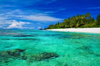 Ideal snorkeling beach with coral and palm trees
