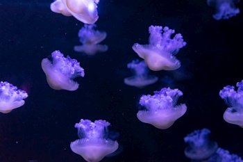 Mediterranean jellyfish, fried egg, Cotylorhiza tuberculata, swimming in sea water with blue neon light. Jelly fish aquarium, oceanarium pool. Theriology, tourism, diving, undersea life