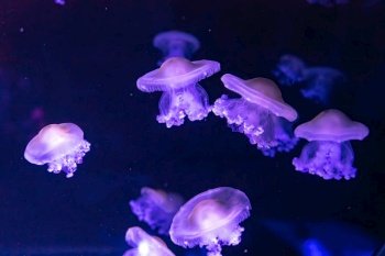 Group of fluorescent jellyfish swimming underwater aquarium pool. The spotted australian jellyfish, Phyllorhiza punctata in aquarium with blue neon light. Theriology, tourism, diving, undersea life.