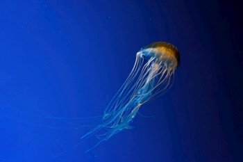 Jellyfish swimming underwater aquarium, oceanarium pool. The Northern sea nettle brown jellyfish chrysaora melanaster in blue water, ocean. Theriology, tourism, diving, undersea life.