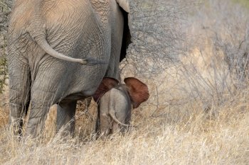 africa elephant baby elephant