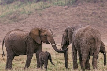 african elephants animals safari