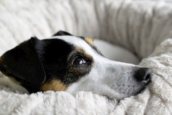 animal dog canine jack russel