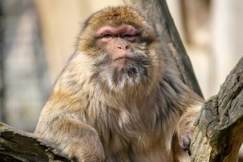 animal mammal ape barbary macaque