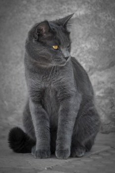 animal cat grey feline pet breed