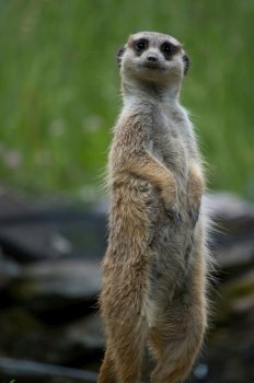 animal meerkat zoo