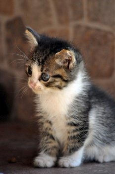 animal cat fur whiskers kitten