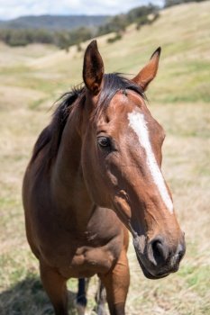 animal horse mammal thoroughbred
