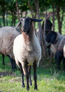 animal sheep mammal species fauna