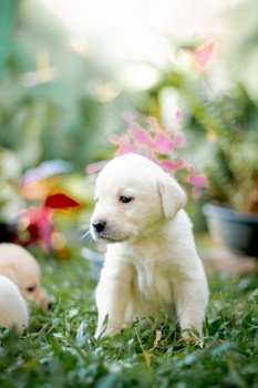 animal puppy pet canine dog