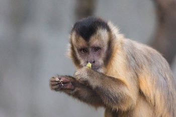 ape animal zoo wildlife primate