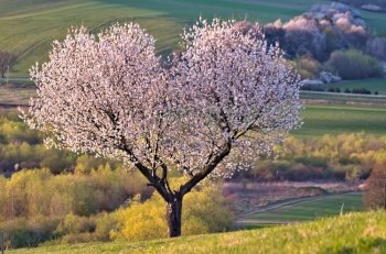 a tree nature heart cherry flowers