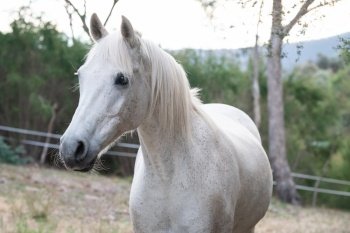 australian pony horse animal mammal