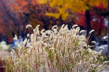 autumn foxtail park landscape