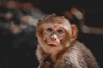 barbary macaque primate mammal