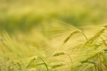 barley barley field grain