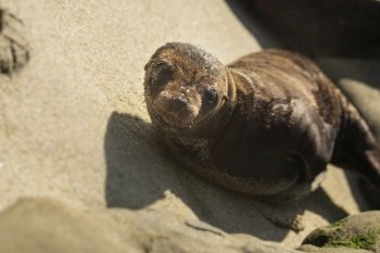 beach seal marine wildlife sea