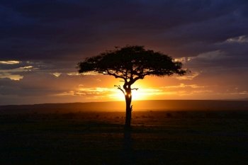 africa sunset safari kenya mara