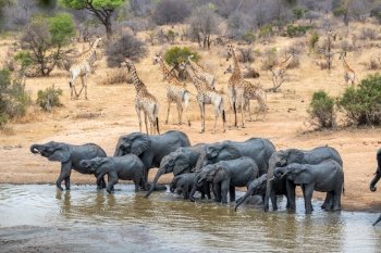 africa safari wilderness nature