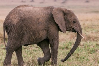 african elephant animal safari