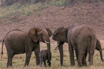 african elephants animals safari