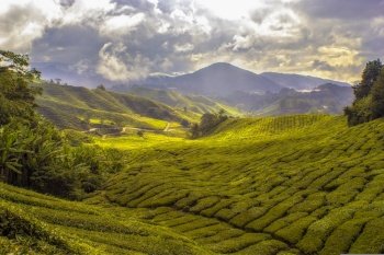 agriculture tea plantation cropland