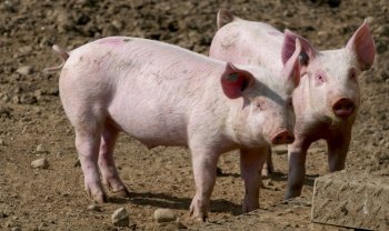 agriculture animal husbandry pigs