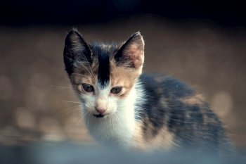 animal kitten cat pet feline