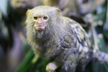 animal mammal monkey rain forest