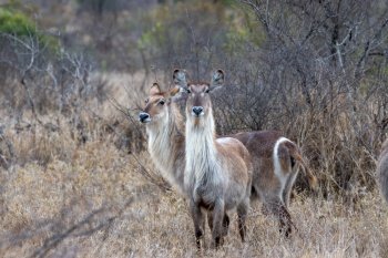 animal kudu mammal species fauna