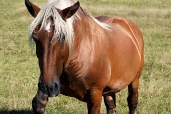 animal horse mammal equine species
