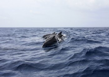 animals dolphin sea water swimming
