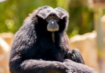 ape primate zoo wild animal mammal