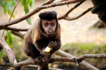 ape capuchin monkey primate