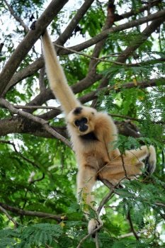 ape monkey primate wild animal