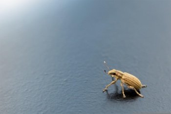 beetle edge of the sheet beetles