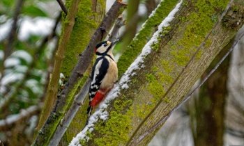 bird woodpecker tree beak feathers