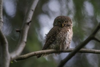 bird owl ornithology species fauna
