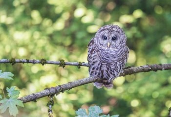 bird owl ornithology species fauna