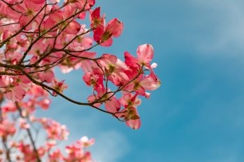 blossom flowers tree sky