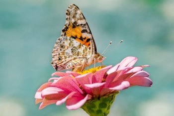 butterfly pink flower pollination