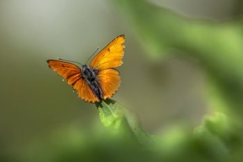 butterfly lycaena dispar
