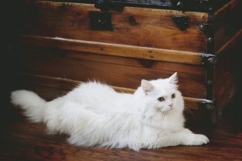 cat white cat white pet domestic